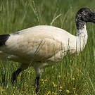 Ibis à cou noir