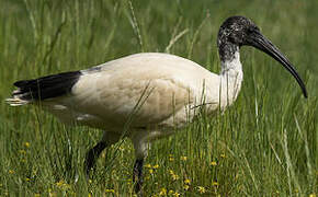 Ibis à cou noir