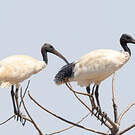 Ibis à cou noir