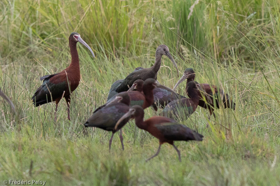 White-faced Ibis