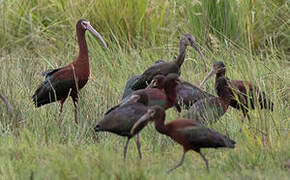 White-faced Ibis