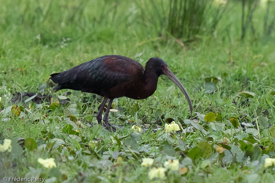 Ibis à face blanche