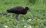 Ibis à face blanche