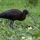 Ibis à face blanche