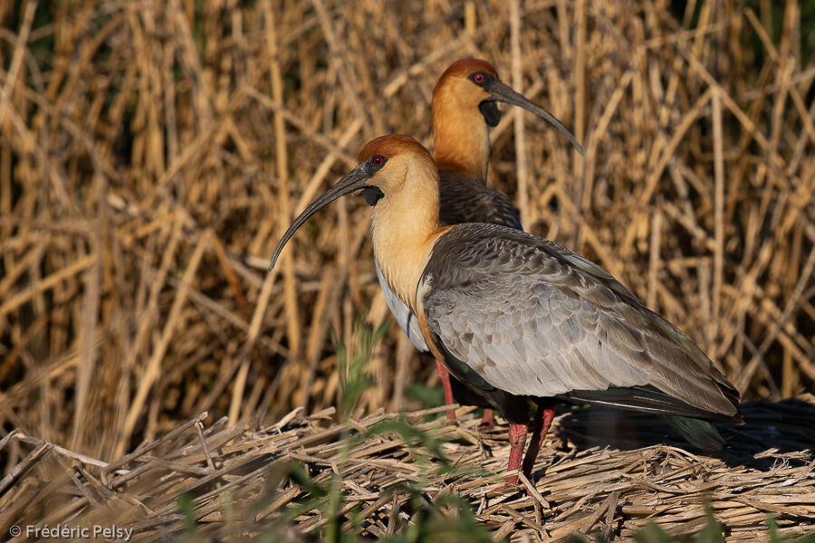 Black-faced Ibis