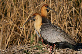 Black-faced Ibis