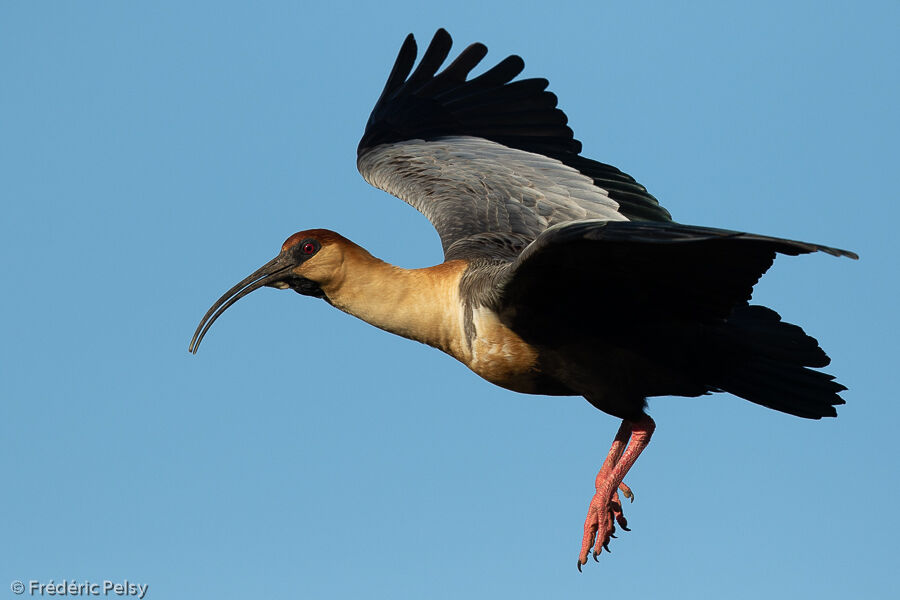 Ibis à face noire, Vol