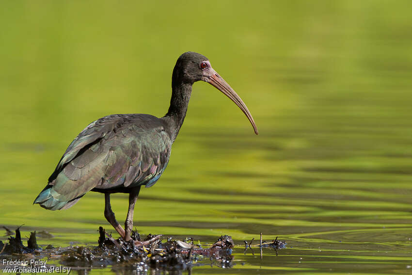 Bare-faced Ibisadult, habitat