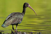 Ibis à face nue