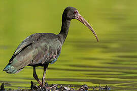 Bare-faced Ibis