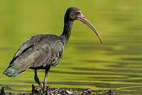 Ibis à face nue