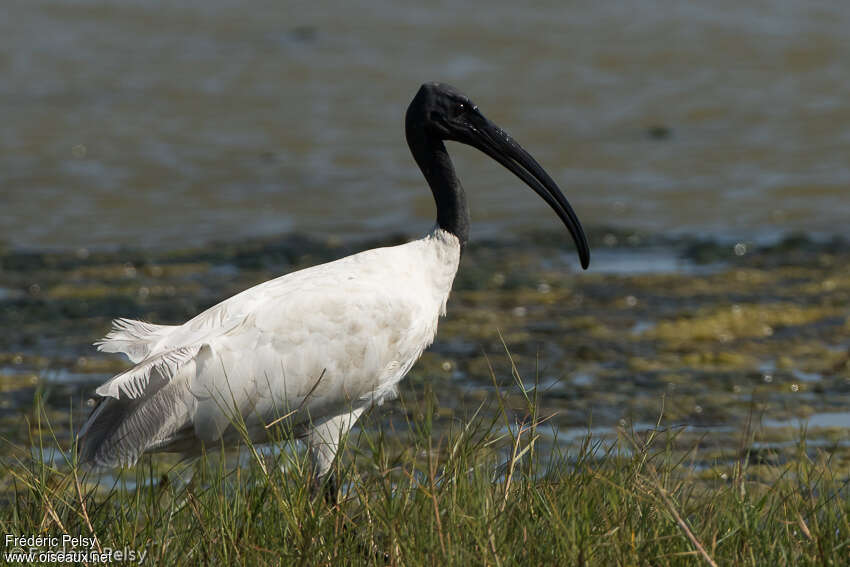 Black-headed Ibisadult, identification, aspect