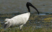 Ibis à tête noire