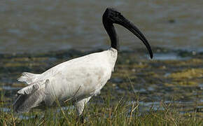 Black-headed Ibis