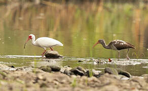 American White Ibis