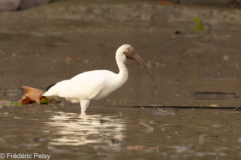 Ibis blanc