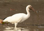 Ibis blanc