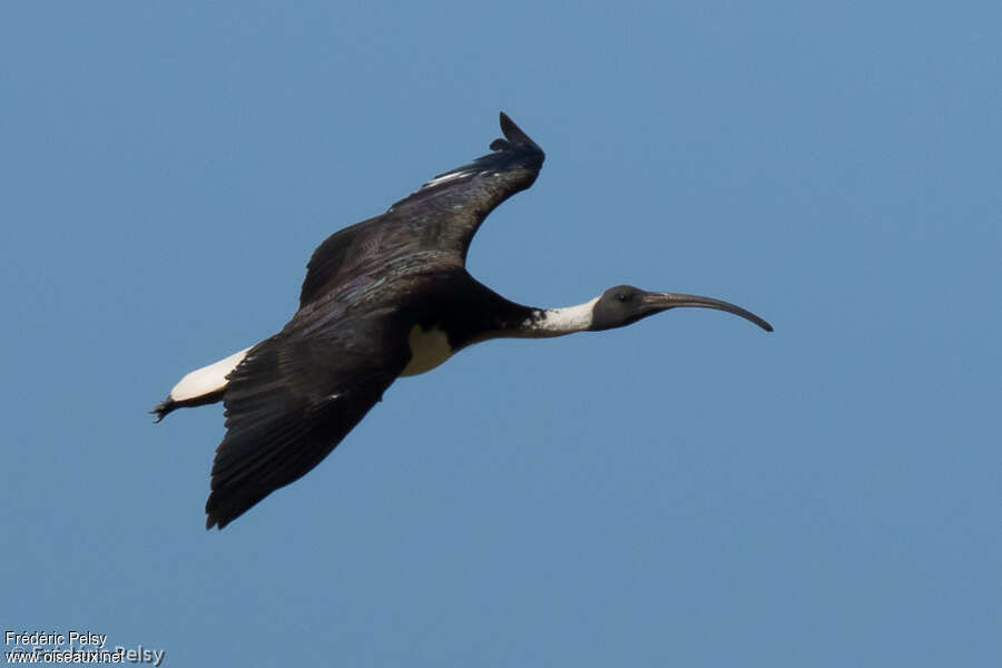 Straw-necked Ibisadult, Flight