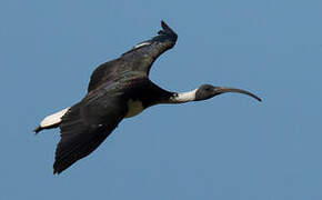 Ibis d'Australie