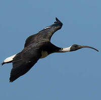 Ibis d'Australie