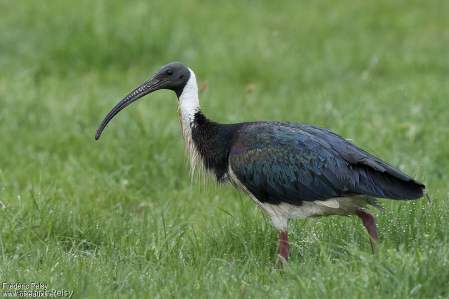 Straw-necked Ibisadult, identification