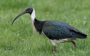 Ibis d'Australie