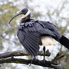 Ibis d'Australie