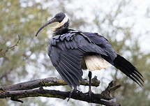 Ibis d'Australie