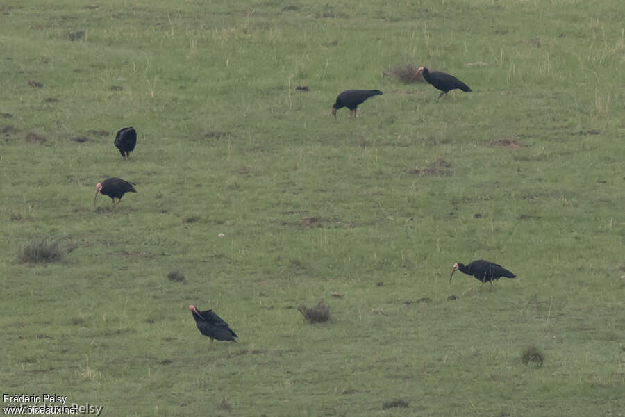 Southern Bald Ibisadult, habitat, fishing/hunting