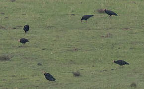 Southern Bald Ibis