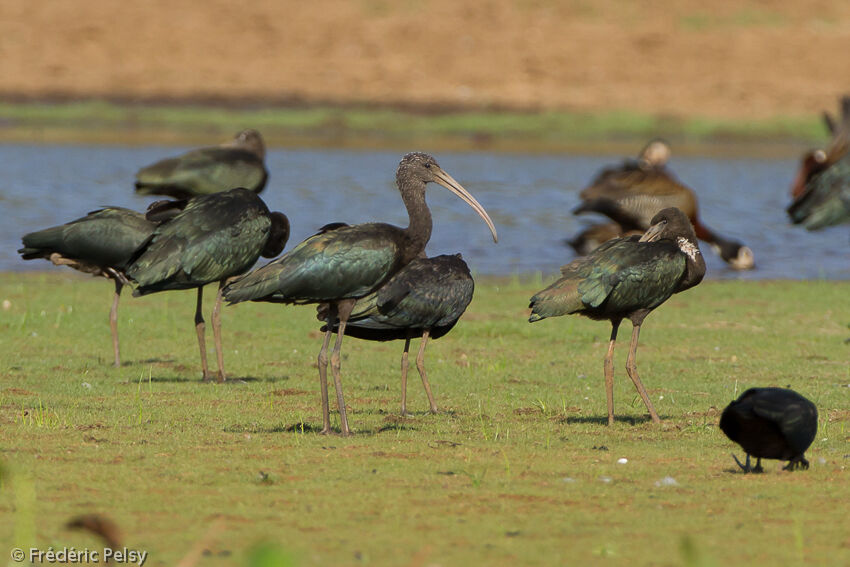 Ibis falcinelleadulte