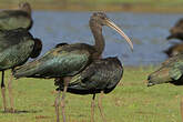 Ibis falcinelle