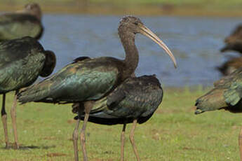 Ibis falcinelle