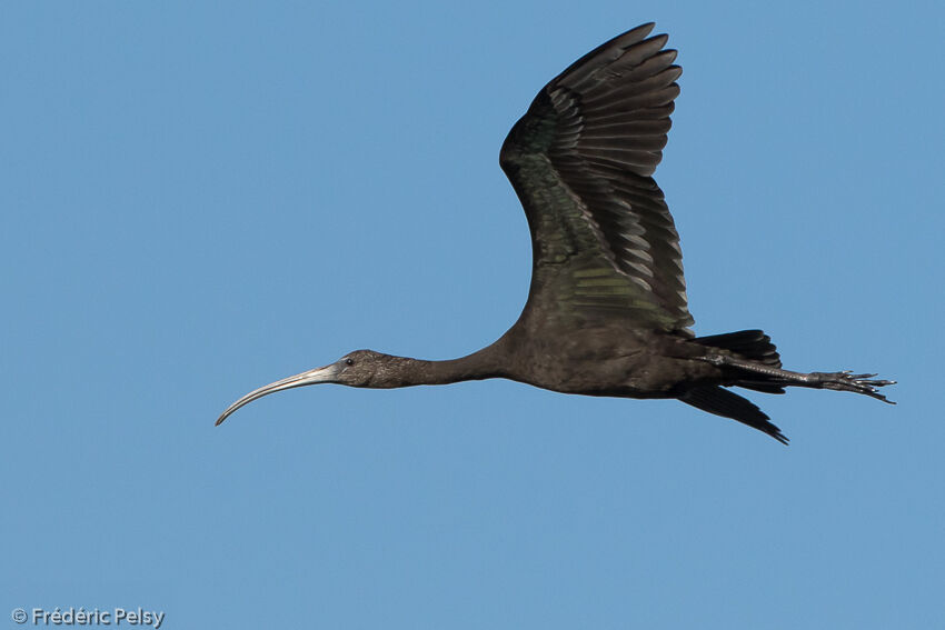 Ibis falcinelle