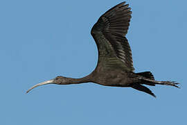 Glossy Ibis