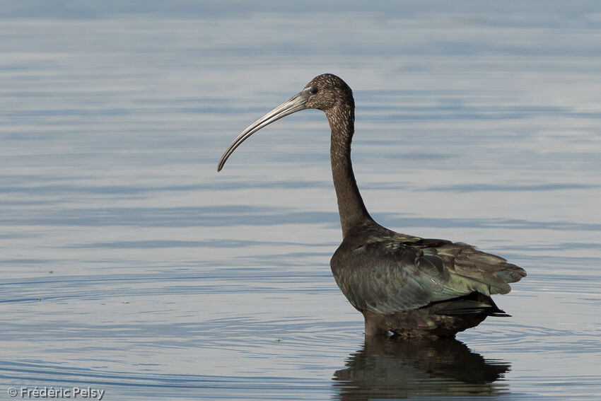 Glossy Ibis