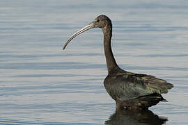 Glossy Ibis