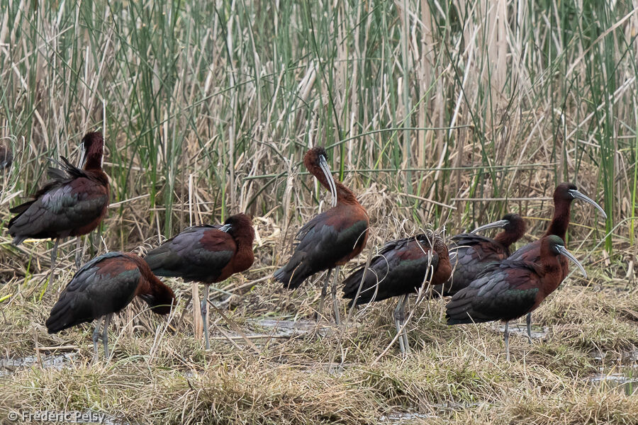 Glossy Ibis