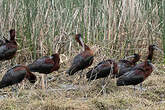 Ibis falcinelle