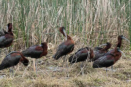 Glossy Ibis