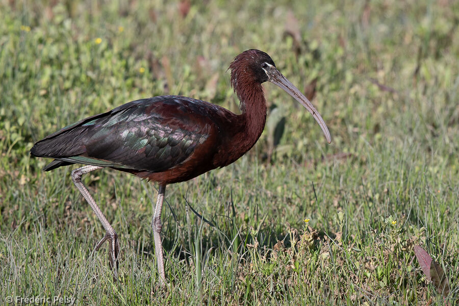 Glossy Ibis