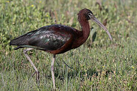 Glossy Ibis