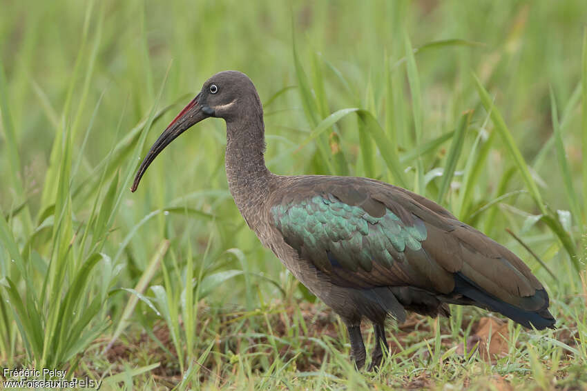 Ibis hagedashadulte, identification