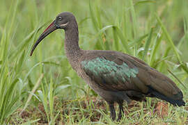 Hadada Ibis