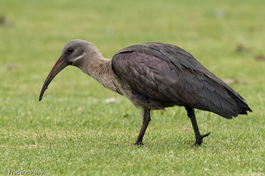 Ibis hagedashadulte