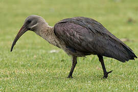 Hadada Ibis