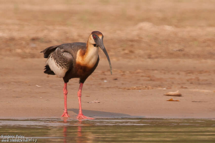 Buff-necked Ibisadult