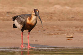 Buff-necked Ibis