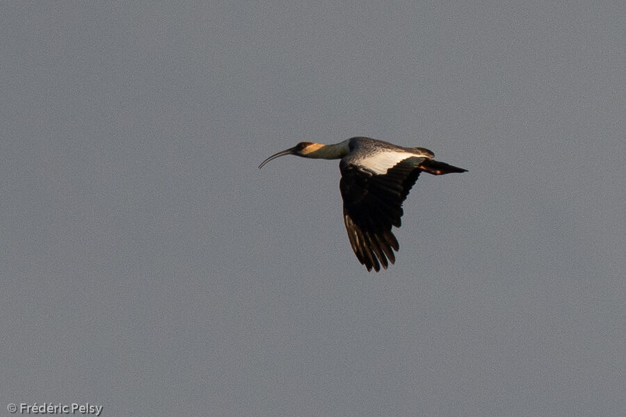 Buff-necked Ibis, Flight