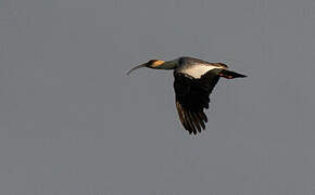 Buff-necked Ibis